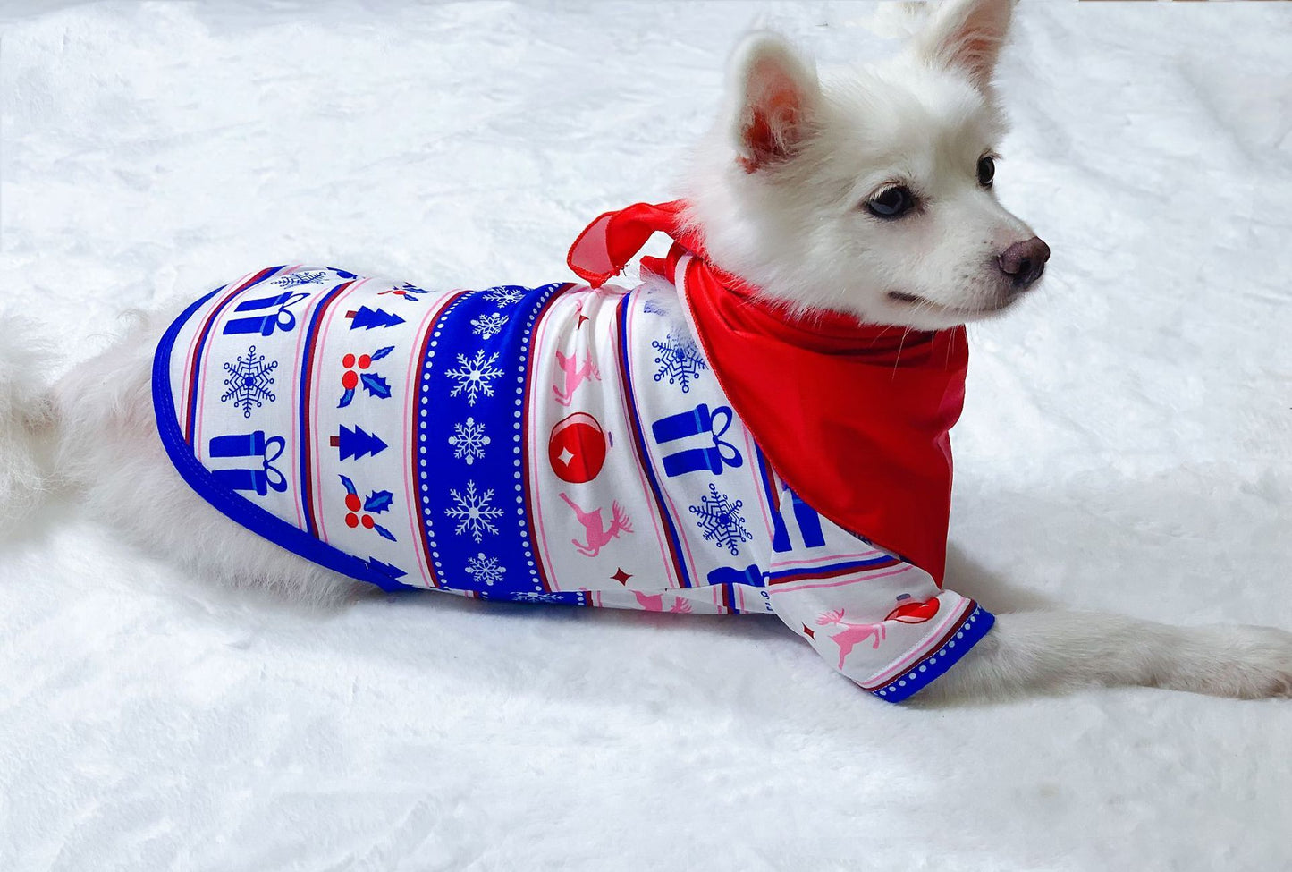 Dog wearing a festive sweater with snowflakes and a red hood on a white background